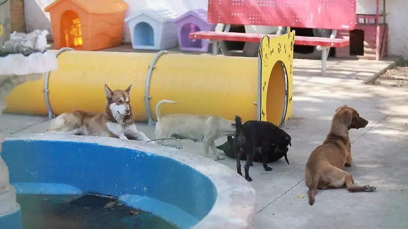 Perritos rescatados en el Centro de Atención Animal en la ciudad de Durango